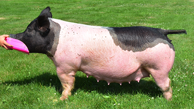 Sows